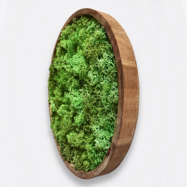 Circular moss frame