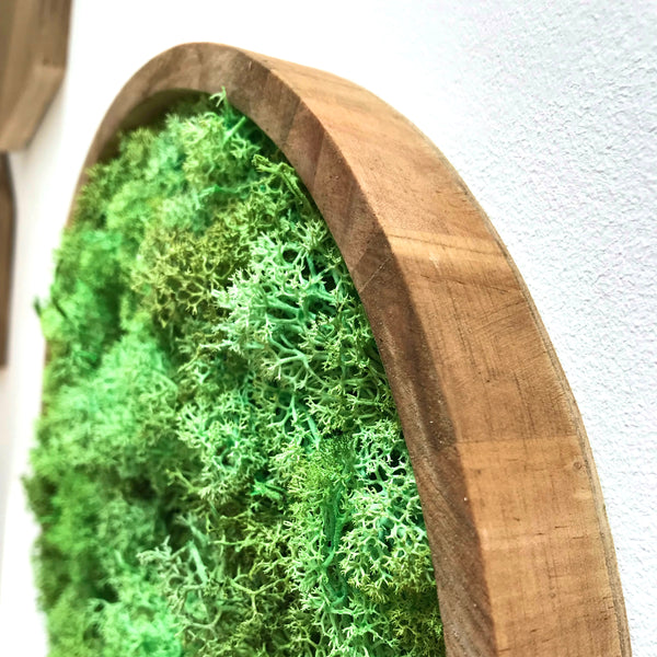 Circular moss frame