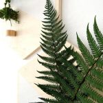 Helecho fern preservado